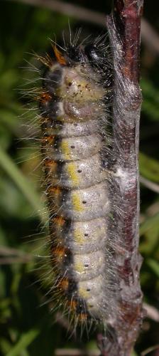 Aporia crataegi