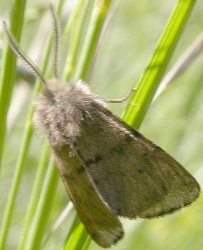 Diaphora sordida