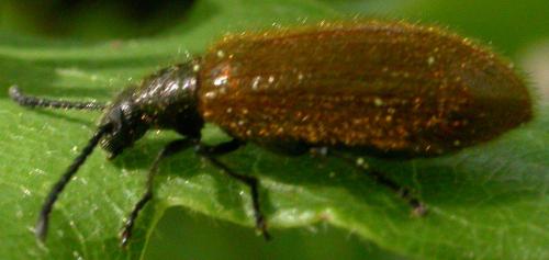 Lagria sp.