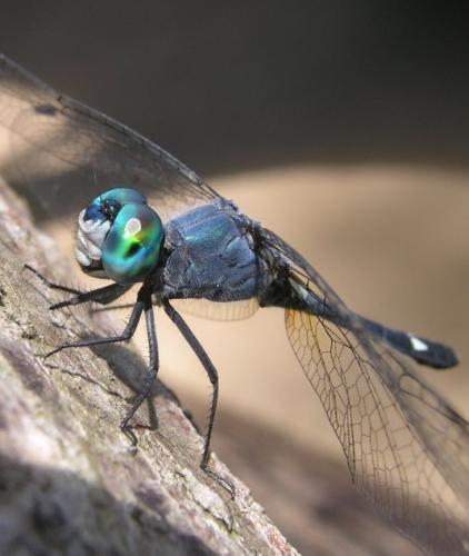 Micrathyria aequalis