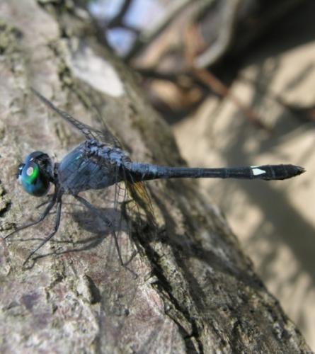 Micrathyria aequalis