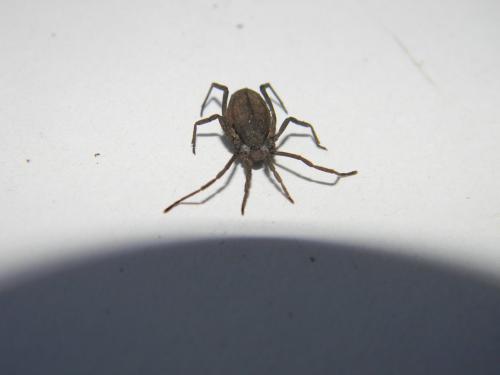 Trogulus sp.