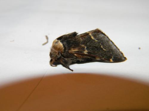 Poecilocampa populi