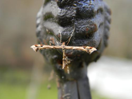 Amblyptilia acanthadactyla