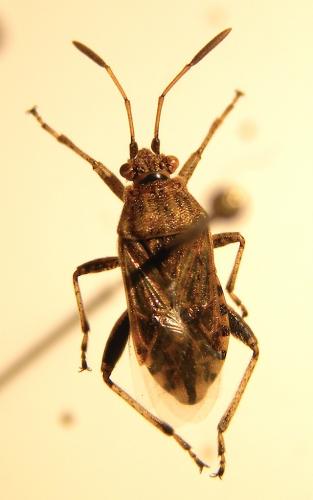 Réf. 113 972 : Stictopleurus sp.