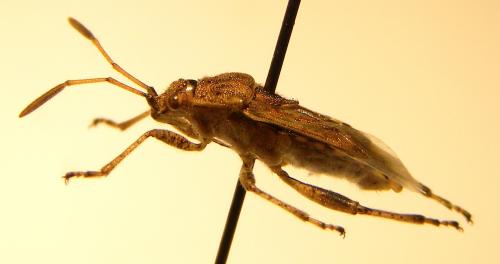 Réf. 113 973 : Stictopleurus sp.