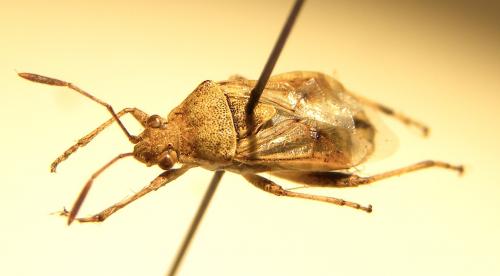 Stictopleurus sp.