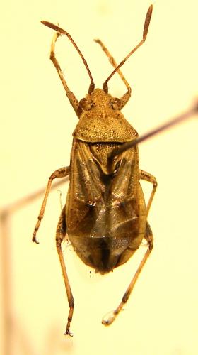 Stictopleurus sp.