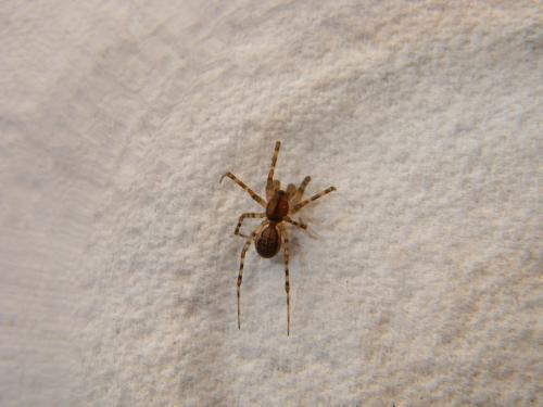 Réf. 113 533 : Neriene montana