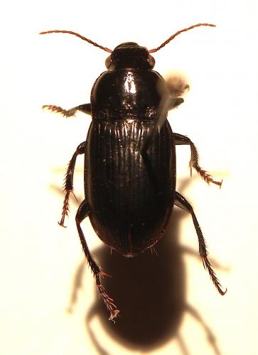 Cryptophonus melancholicus
