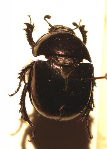 Réf. 113 211 : Trypocopris pyrenaeus