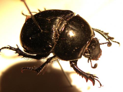 Réf. 113 212 : Trypocopris pyrenaeus