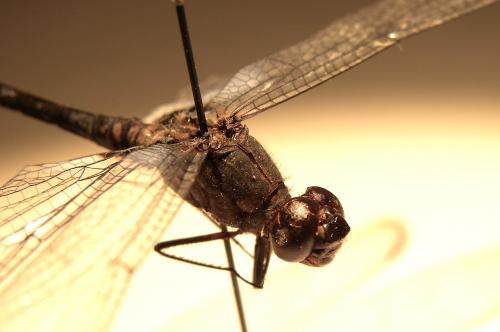 Erythrodiplax kimminsi