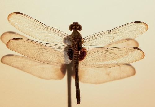 Erythrodiplax kimminsi