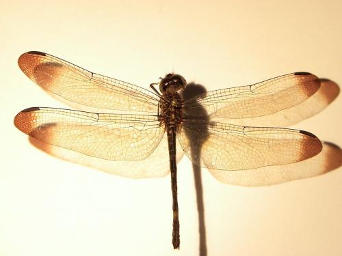 Dythemis nigra
