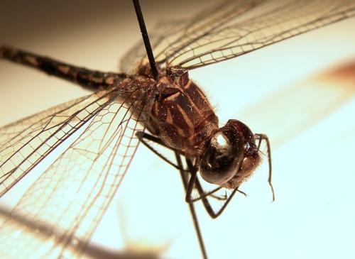 Dythemis nigra