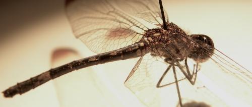 Réf. 113 236 : Dythemis nigra
