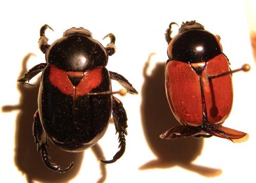 Rutela sanguinolenta