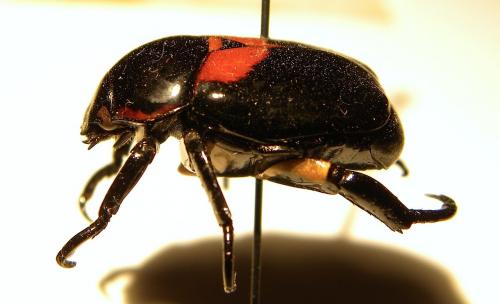 Rutela sanguinolenta