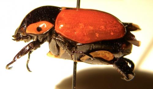 Rutela sanguinolenta