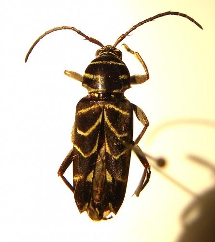 Megacyllene costaricensis