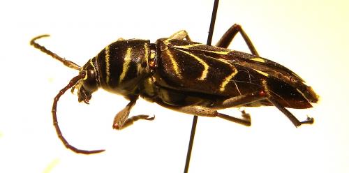 Megacyllene costaricensis