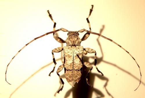 Réf. 113 799 : Oreodera glauca glauca