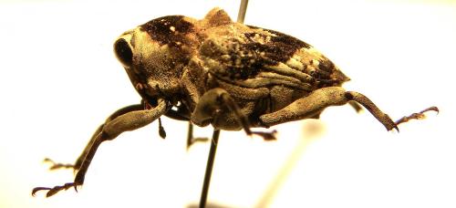 Piazurus sp.