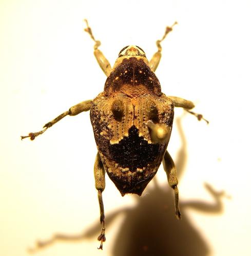 Piazurus sp.