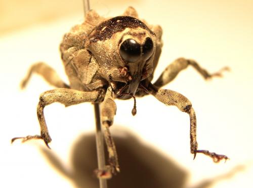 Piazurus sp.