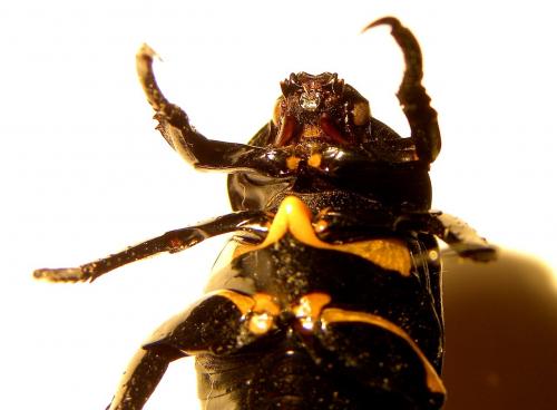 Rutela sanguinolenta
