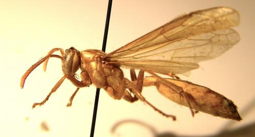 Apoica sp.