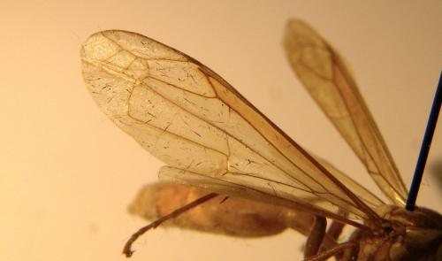 Apoica sp.