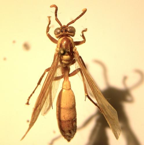 Apoica sp.
