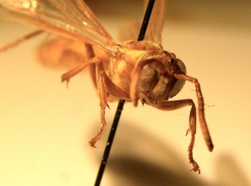 Apoica sp.