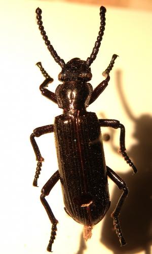 Ozaena sp.