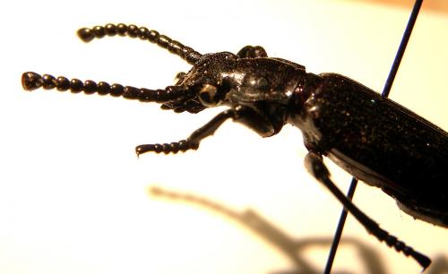 Ozaena sp.