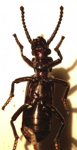 Ozaena sp.