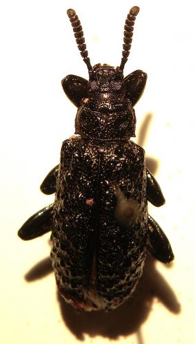 Phymatestes brevicornis