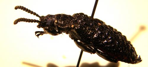 Phymatestes brevicornis