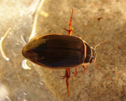 Réf. 113 331 : Dytiscus marginalis