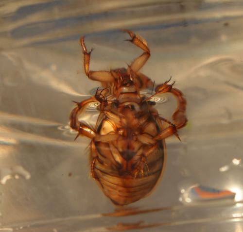Réf. 113 336 : Dytiscus marginalis
