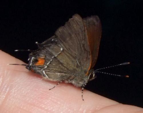 Electrostrymon angerona