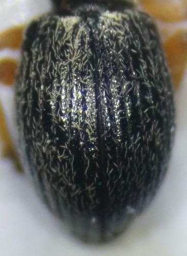 Pseudapion sp.