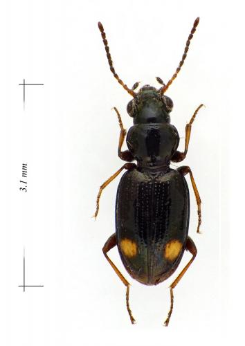 Réf. 113 600 : Bembidion azurescens