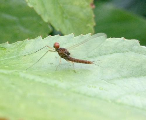Serratella ignita