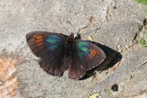 Erebia tyndarus