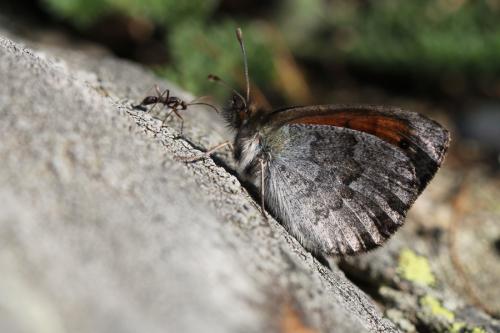 Erebia tyndarus