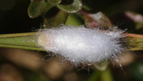 Eriopeltis festucae