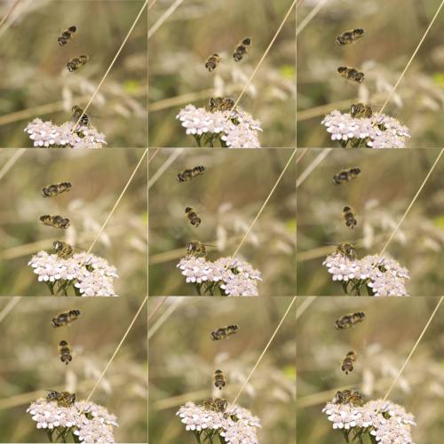 Eristalis nemorum